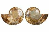 Cut & Polished, Agatized Ammonite Fossil - Madagascar #344495-1